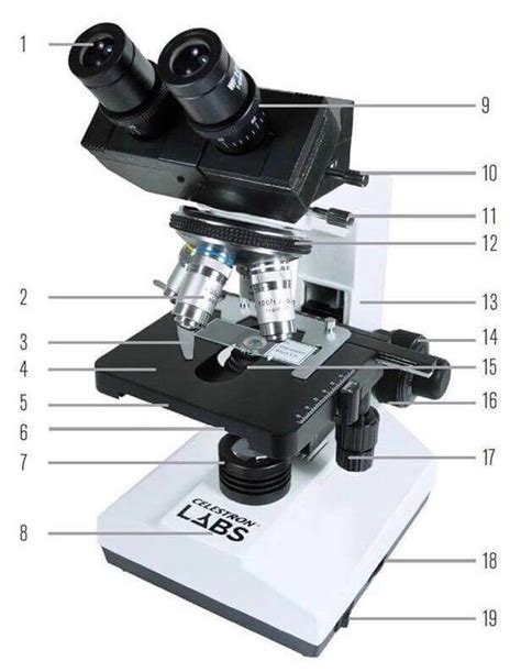 Parts Of A Binocular Microscope Diagram Quizlet