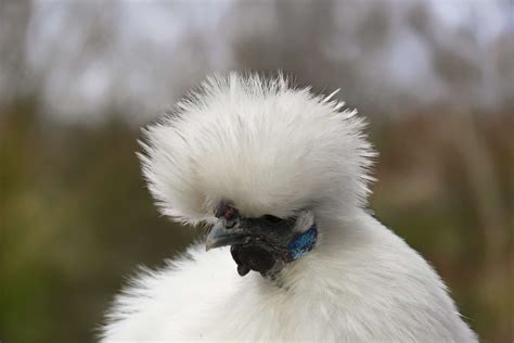 Silky Chicken Images Silkie Frizzle Sizzle Silkies Kolpaper