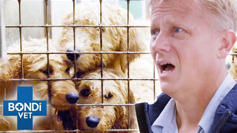 200 Puppies And Dogs Rescued In Shocking Condition 💔 Bondi Vet Coast To