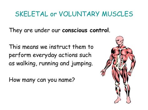 The Muscular System Powerpoint