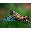 Top 10 Macro Photographs Of Insects  Just Amazing Things