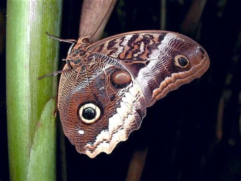 10 Remarkable Types Of Caterpillars And What They Become Butterfly
