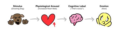 Schachter Singer Two Factor Theory Of Emotion