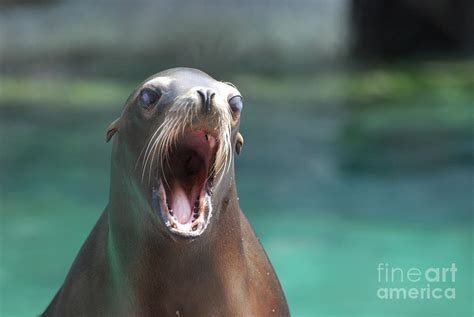 Young Sea Lion With His Mouth Wide Open Photograph By Dejavu Designs
