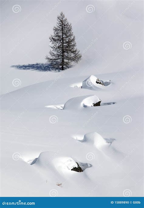 Virgin Snow Stock Photo Image Of Alps Pure Altitude 15889890