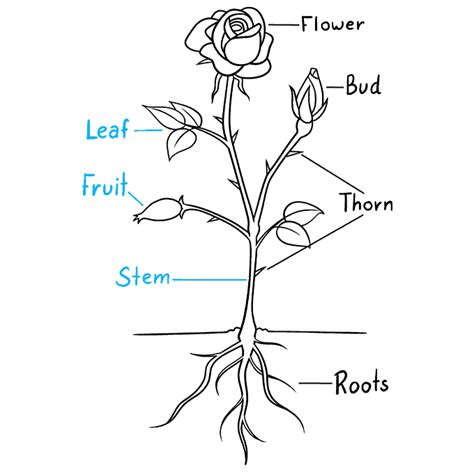 How To Draw Parts Of A Rose Really Easy Drawing Tutorial