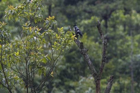 As The Crow Flies A Hong Kong Birding Blog June 2017