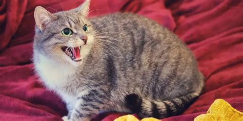 Cats Hissing During Play 7 Reasons Why Cat Checkup