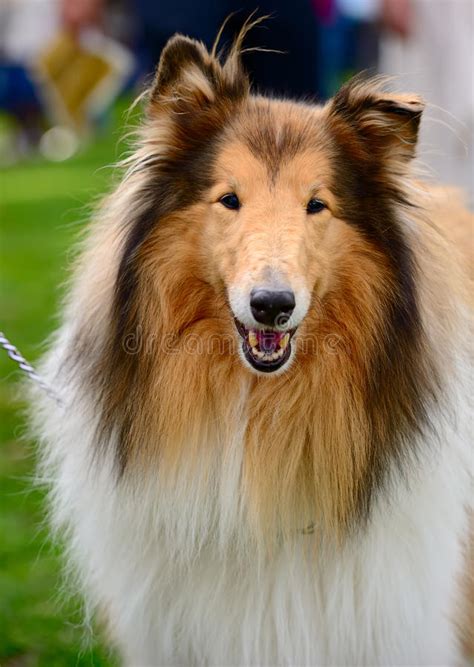 Long Haired Rough Collie Dog Stock Image Image Of Purebreeds