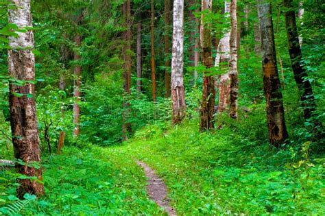 Green Summer Forest And Footpath Stock Photo Image Of Lane