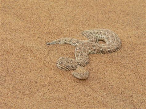 Free Images Sand Toxic Snake Rattlesnake Vertebrate Serpent