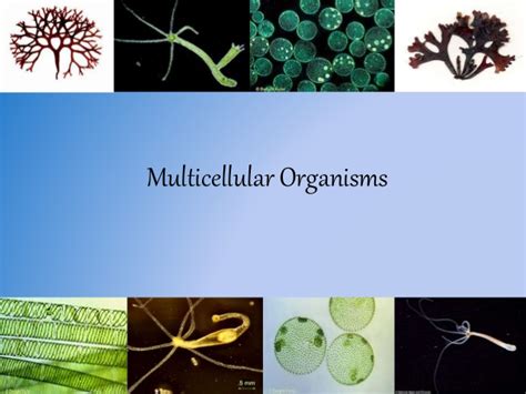 Multicellular Organisms