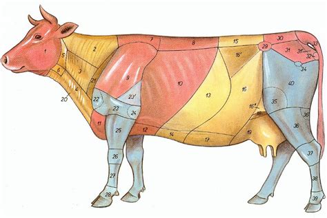 Juegos De Ciencias Juego De Anatomía Topográfica De La Vaca Parte I