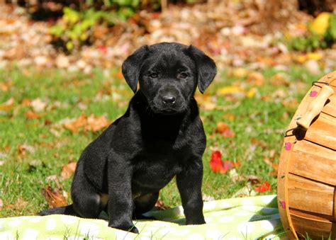 Pennsylvania labrador retriever breeder, chocolate lab puppies, white lab puppies, yellow lab puppies, labrador retriever puppies for sale we at close corter's labs are a small pennsylvania licensed kennel located on an 87 acre farm in the beautiful susquehanna valley of north central pa. Black Labrador Puppies For Sale In PA | Greenfield Puppies