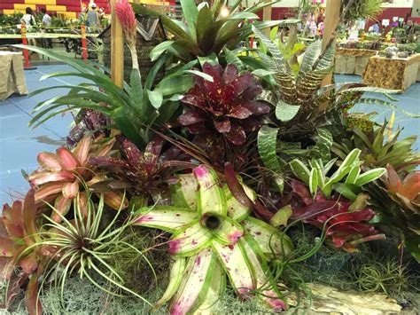 Bromeliad Display 2015 Windward Orchid Show Kaneohe Hi Cool Plants