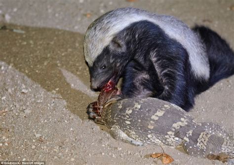 Reptile Is Attacked And Eaten By A Honey Badger While It Is Mating