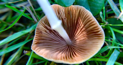 Basidiomycota Division of Fungi | Mushroom Identification
