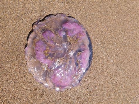Mauve Stinger Topview Jellyfish Of New Zealand · Inaturalist Nz