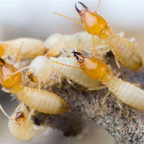 Handling termites can be complicated, and it needs some level of professionalism. Best Termite Control | Termite control, Termites, Termite treatment
