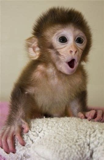 Little Pet Monkey Cute Baby Monkey Baby Monkey Monkey Pictures