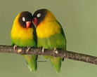 Wallpapers Of Love Birds - Wallpaper Cave