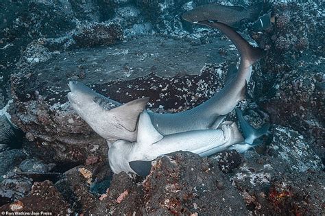 Curioso Captan A Tiburones Apareándose Infórmate Manabí Periodismo Digital