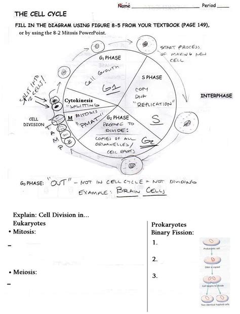 The cell cycle worksheet answer key. Cell Cycle Labeling Worksheet Answers — excelguider.com
