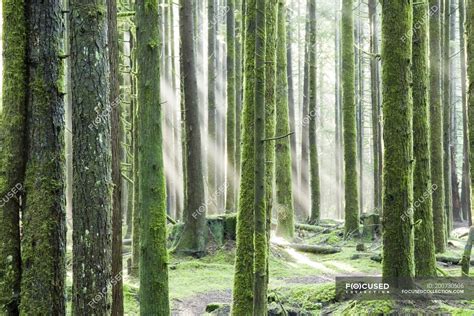 Sunrays Shining Through Trees At Golden Ears Provincial Park In Maple