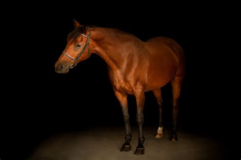 Black Background Horse Photography