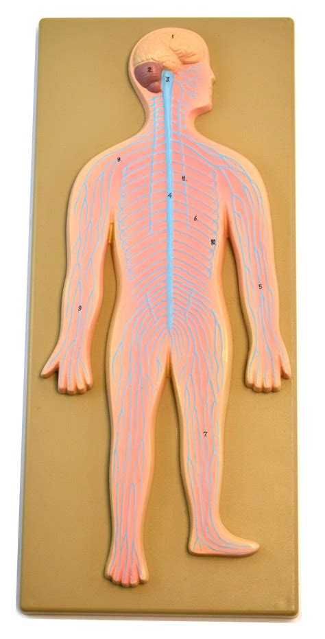 Human Nervous System Model Mounted On 18 X 8 Board