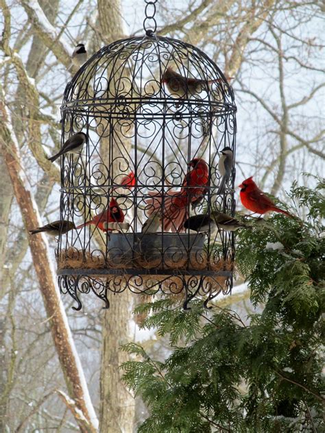 50 Beautiful Pictures Of Bird Feeders Great Inspiration