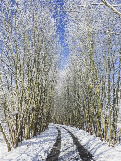 Treelined Country Road In Winter Stock Photo