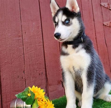 siberian husky pups  adoption offer