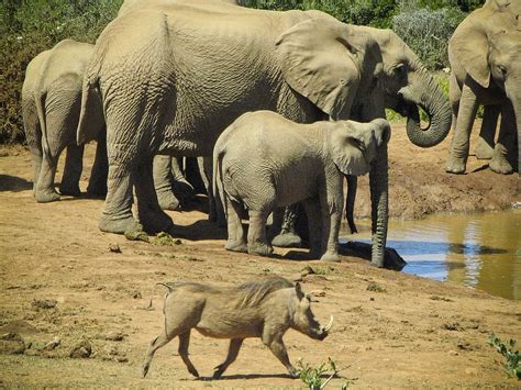Elefantes Jabalí Vida Silvestre Naturaleza De Pie Parque Nacional