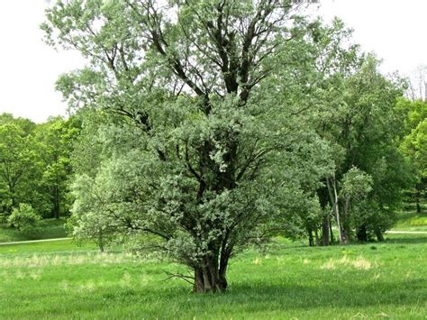 Cottonwood Tree Facts How Fast Does A Cottonwood Tree Grow