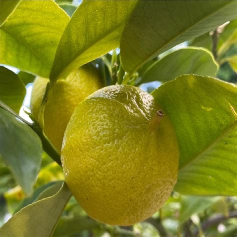 Bergamot Orange Citrus Bergamia Walnut Tree Company