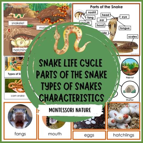 Parts Of Snake Life Cycle Characteristics Types Of Snakes Montessori
