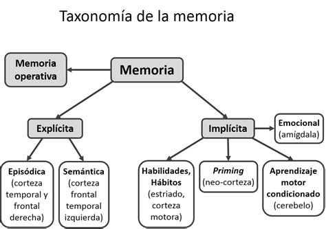 Psicología De La Memoria Fundamentos Biológicos De La Memoria