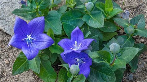 17 Blue Perennials For Your Garden Garden Lovers Club Flowers