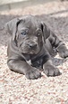 Blue Cane Corso Puppies For Sale In California - GESTUSH