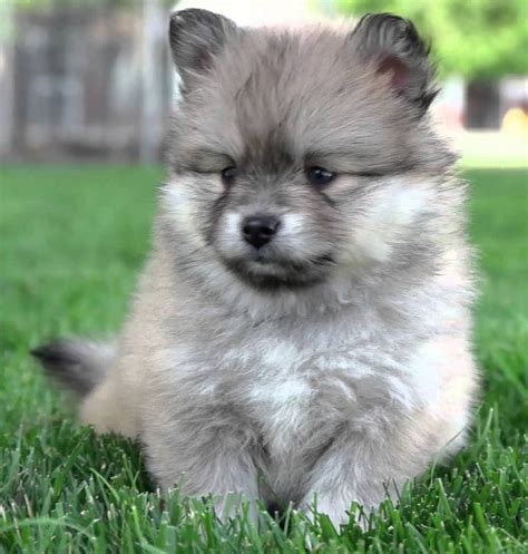 And if you don't like your hotel, we'll refund your money. Pomsky Puppies for Sale Near Me | Pomsky
