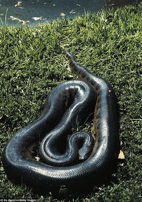Reptile Pro Told To Keep Quiet About Green Anaconda On The Loose