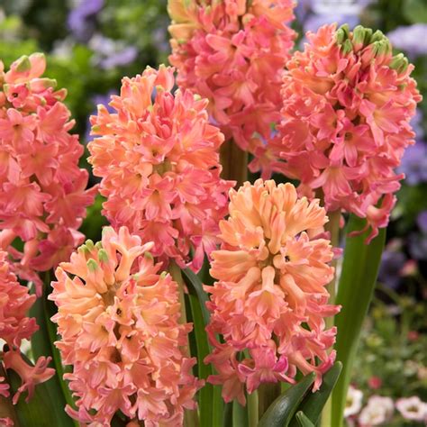 Van Zyverden Multicolor Hyacinths Sweet Invitation Bulbs Bagged 10 Pack