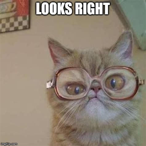 Cat Meme Glasses Cat Memes Funny Cat Memes Cat Memes Clean Images