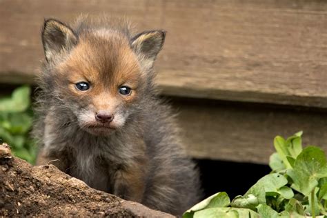 Fox Cubs Get Surrey