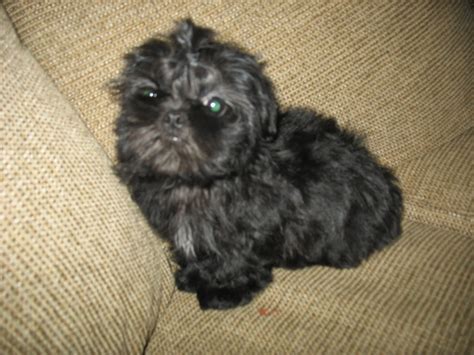 Taking home a shih poo would be the perfect way to complete your family! Rules of the Jungle: Shih poo puppies