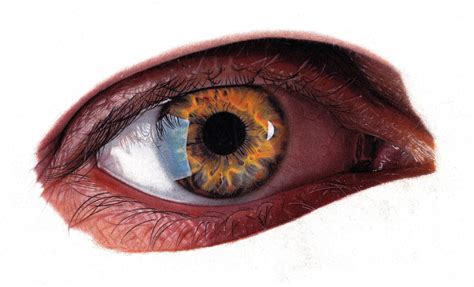 Realistic Eye Colored Pencils 16x95cm Ifttt2d9koq8 Pencil