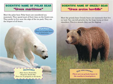 Who Would Win Polar Bear Vs Grizzly Bear By Jerry Pallotta