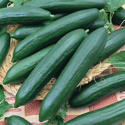 Eversweet Hybrid Cucumber Burpless Horticultural Products And Services