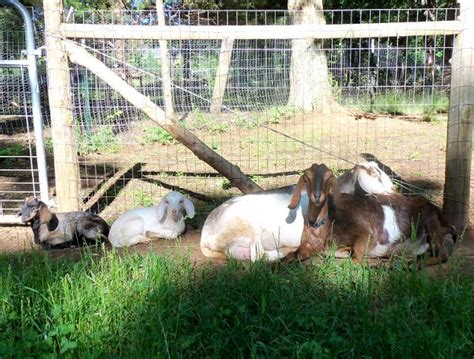 Diy Homesteading Self Sufficient Goat Keeping Keeping Goats Raising